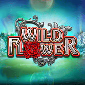 Wild Flower - Play at A66 Malaysia